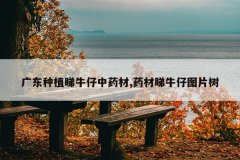 <b>�㶫��ֲ��ţ����ҩ��,ҩ����ţ��ͼƬ��</b>