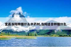 <b>�˲�������ֲʲô��ҩ��,�����ʺ���ֲʲô</b>