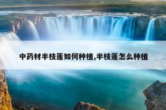 <b>��ҩ�İ�֦�������ֲ,��֦����ô��ֲ</b>