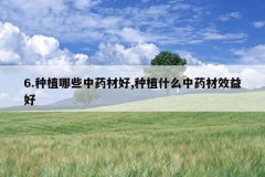 <b>6.��ֲ��Щ��ҩ�ĺ�,��ֲʲô��ҩ��Ч���</b>