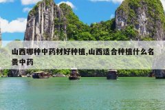 <b>ɽ��������ҩ�ĺ���ֲ,ɽ���ʺ���ֲʲô������ҩ</b>