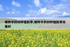 <b>������ҩ����ֲ�ͺ�,������ҩ����ֲ�ͺ�Ч����</b>