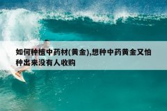 <b>�����ֲ��ҩ��(�ƽ�),������ҩ�ƽ������ֳ���û�����չ�</b>