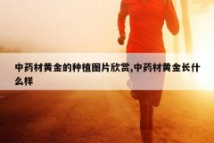 <b>��ҩ�Ļƽ����ֲͼƬ����,��ҩ�Ļƽ�ʲô��</b>