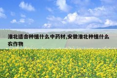 <b>�����ʺ���ֲʲô��ҩ��,���ջ�����ֲʲôũ����</b>