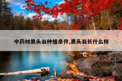 <b>��ҩ�ĺ�ͷ����ֲ����,��ͷ�̳�ʲô��</b>