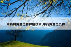 <b>��ҩ�Ļƽ�������ֲ����,��ҩ�ƽ���ô��</b>