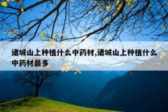 <b>���ɽ����ֲʲô��ҩ��,���ɽ����ֲʲô��ҩ�����</b>