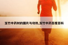 <b>������ҩ�ĵ�ͼƬ�빦Ч,������ҩ�ٶȰٿ�</b>