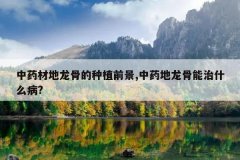 <b>��ҩ�ĵ����ǵ���ֲǰ��,��ҩ����������ʲô��?</b>