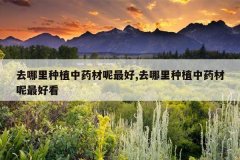 <b>ȥ������ֲ��ҩ�������,ȥ������ֲ��ҩ������ÿ�</b>