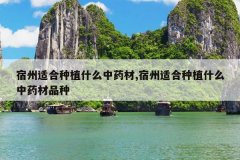 <b>�����ʺ���ֲʲô��ҩ��,�����ʺ���ֲʲô��ҩ��Ʒ��</b>