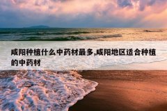 <b>������ֲʲô��ҩ�����,���������ʺ���ֲ����ҩ��</b>