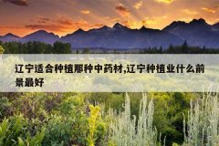 <b>�����ʺ���ֲ������ҩ��,������ֲҵʲôǰ�����</b>