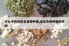 <b>ʲô��ҩ���ʺ��´���ֲ,�ʺ��ȴ���ֲ����ҩ</b>