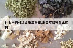 <b>ʲô��ҩ���ʺϵ�����ֲ,���������ʲôҩ��</b>