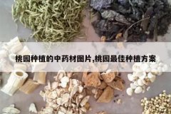 <b>��԰��ֲ����ҩ��ͼƬ,��԰�����ֲ����</b>