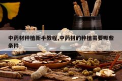 <b>��ҩ����ֲ���ֽ̳�,��ҩ�ĵ���ֲ��Ҫ��Щ����</b>