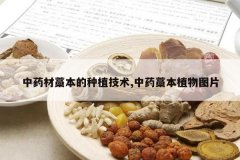 <b>��ҩ��޻������ֲ����,��ҩ޻��ֲ��ͼƬ</b>