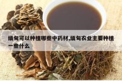 <b>��������ֲ��Щ��ҩ��,���ũҵ��Ҫ��ֲһЩʲô</b>