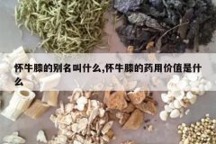 <b>��ţϥ�ı�����ʲô,��ţϥ��ҩ�ü�ֵ��ʲô</b>