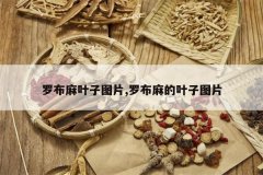 <b>�޲���Ҷ��ͼƬ,�޲����Ҷ��ͼƬ</b>