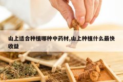 <b>ɽ���ʺ���ֲ������ҩ��,ɽ����ֲʲô�������</b>