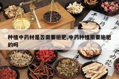 <b>��ֲ��ҩ���Ƿ���Ҫʩ��,��ҩ��ֲ��Ҫʩ�ʵ���</b>