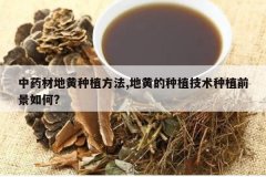 <b>��ҩ�ĵػ���ֲ����,�ػƵ���ֲ������ֲǰ�����?</b>