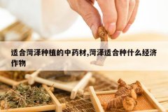 <b>�ʺϺ�����ֲ����ҩ��,�����ʺ���ʲô��������</b>