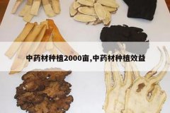 <b>��ҩ����ֲ2000Ķ,��ҩ����ֲЧ��</b>