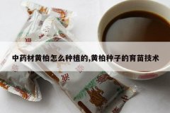 <b>��ҩ�Ļư���ô��ֲ��,�ư����ӵ����缼��</b>