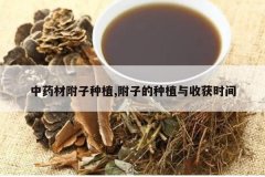 <b>��ҩ�ĸ�����ֲ,���ӵ���ֲ���ջ�ʱ��</b>