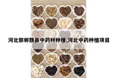 <b>�ӱ�����κ����ҩ����ֲ,�ӱ���ҩ��ֲ��Ŀ</b>