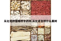 <b>�ӻ�����ֲ������ҩ��,�ӻ��ʺ���ʲô����</b>