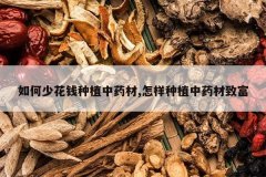 <b>����ٻ�Ǯ��ֲ��ҩ��,������ֲ��ҩ���¸�</b>