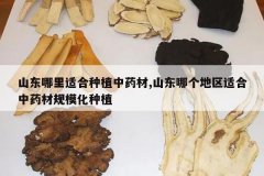 <b>ɽ�������ʺ���ֲ��ҩ��,ɽ���ĸ������ʺ���ҩ�Ĺ�ģ����ֲ</b>