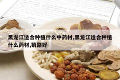 <b>�������ʺ���ֲʲô��ҩ��,�������ʺ���ֲʲôҩ��,��·��</b>