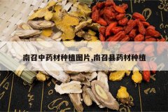 <b>������ҩ����ֲͼƬ,������ҩ����ֲ</b>