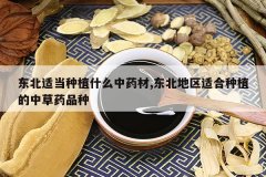 <b>�����ʵ���ֲʲô��ҩ��,���������ʺ���ֲ���в�ҩƷ��</b>