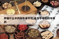 <b>��ֲʲô��ҩ��ţ�򲻳�,�ʺ�ţ��Ե��в�ҩ</b>