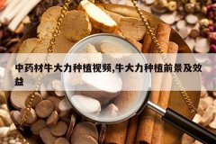 <b>��ҩ��ţ������ֲ��Ƶ,ţ������ֲǰ����Ч��</b>