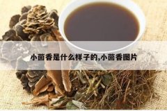 <b>С������ʲô���ӵ�,С����ͼƬ</b>