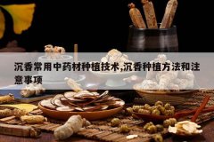 <b>���㳣����ҩ����ֲ����,������ֲ������ע������</b>