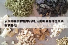 <b>������������ֲ��ҩ��,������������ֲ��ҩ�ĵĻ���</b>