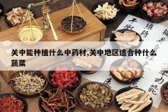 <b>��������ֲʲô��ҩ��,���е����ʺ���ʲô�߲�</b>