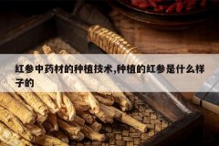 <b>�����ҩ�ĵ���ֲ����,��ֲ�ĺ����ʲô���ӵ�</b>