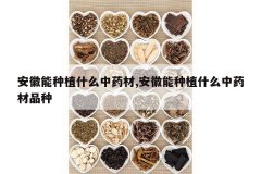 <b>��������ֲʲô��ҩ��,��������ֲʲô��ҩ��Ʒ��</b>