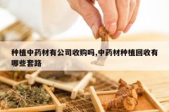 <b>��ֲ��ҩ���й�˾�չ���,��ҩ����ֲ��������Щ��·</b>