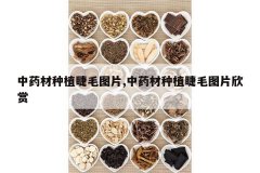 <b>��ҩ����ֲ��ëͼƬ,��ҩ����ֲ��ëͼƬ����</b>